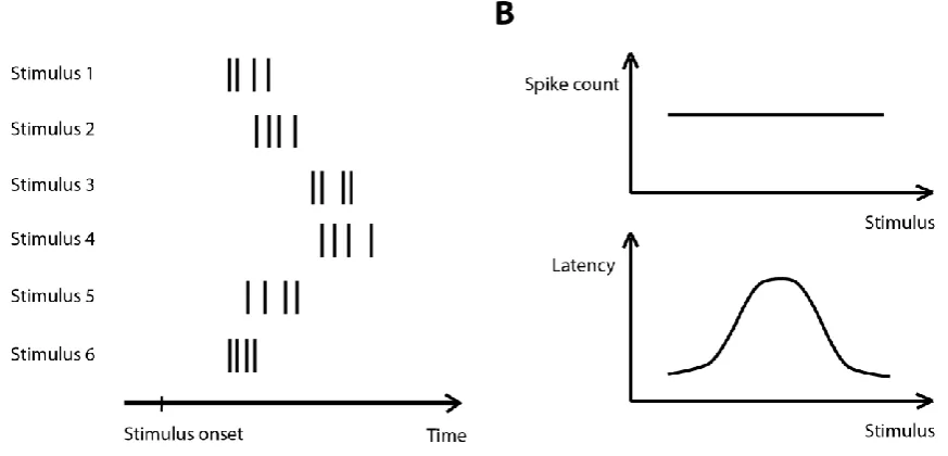 Figure 1.2: Illustration of latency code as an example of a spike timing code. A: Responses of a hypothetical neuron to six stimuli B: The tuning curves constructed using the spike counts of the cell (top) and the first spike latency (bottom)