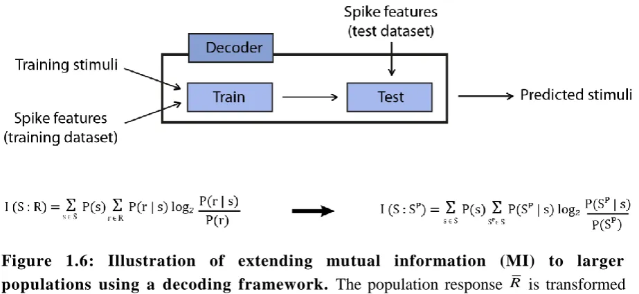 Figure 1.6: Illustration of extending mutual information (MI) to larger populations using a decoding framework