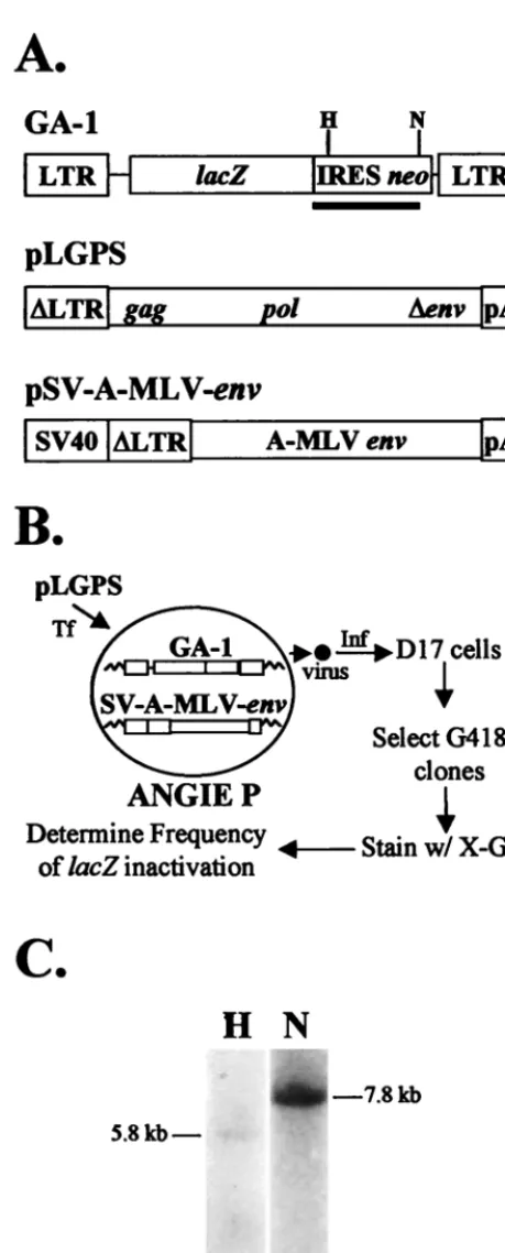 FIG. 1. Structures of MLV-based constructs and rapid in vivo assay to iden-tify structural determinants in MLV RT important for ﬁdelity