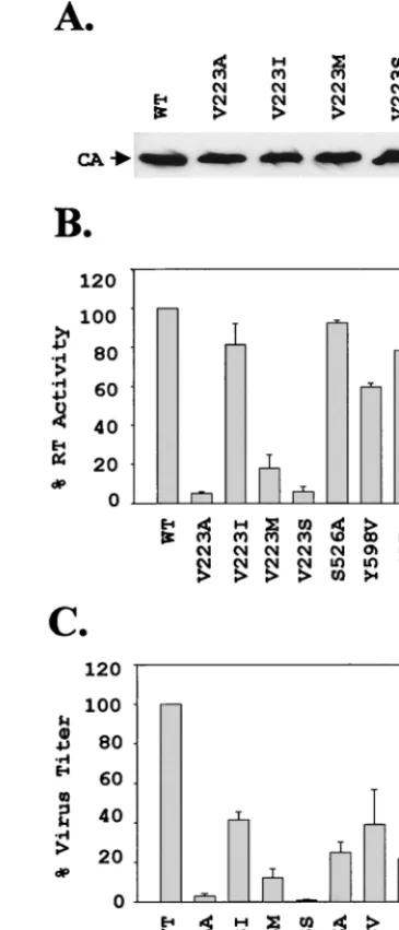 FIG. 2. Comparison of RT activities and viral titers. (A) RepresentativeWestern blot analysis of the wild-type (WT) and V223 mutants used to normalize
