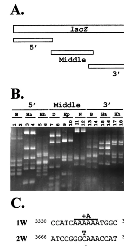 TABLE 2. Effects of mutations in the RNase H domain of MLVRT on the frequency of lacZ inactivation