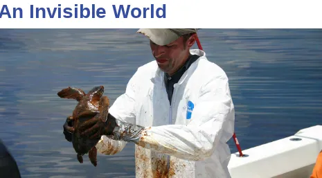 Figure 1.1 A veterinarian gets ready to clean a sea turtle covered in oil following the Deepwater Horizon oil spill inengineer this bacterium to be more efficient in cleaning up future spills