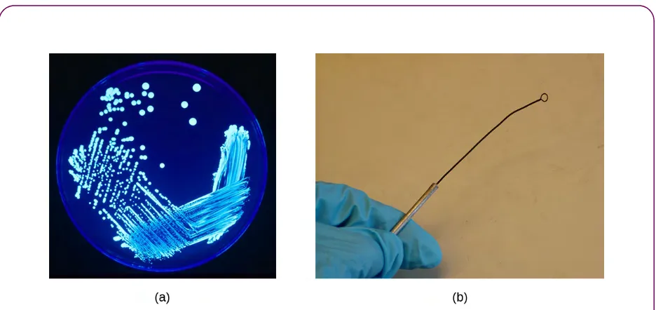 Figure 1.7 (a) This Petri dish filled with agar has been streaked with Legionella, the bacterium responsiblefor causing Legionnaire’s disease