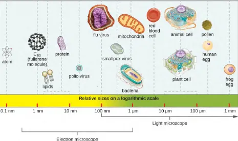 Table 1.1Microorganisms differ from each other not only in size, but also in structure, habitat, metabolism, and many other