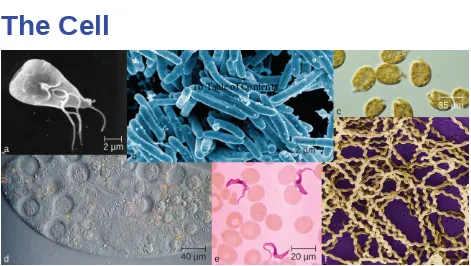Figure 3.1 Microorganisms vary visually in their size and shape, as can be observed microscopically; but they alsovary in invisible ways, such as in their metabolic capabilities