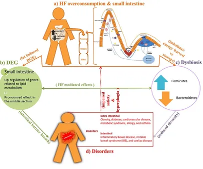 Figure 1.1 Consequences of high-fat overconsumption on small intestine. (a) Excessive consumption of 