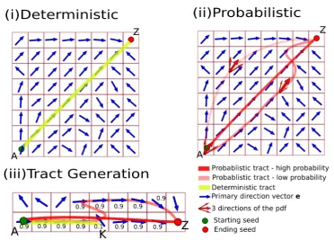 Figure 2.6: A simpliﬁed example showing in (i) and (ii) the same data set. (i) Theyellow line shows the result of deterministic tractography which is given by a singletrajectory and in (ii) is given by connectivity matrix depicting in red the probability o