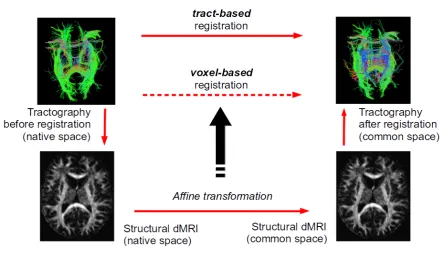 Figure 2.7: Tractography registration: voxel based method and tract-based method