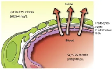 FIGURE NO: 1 SCHEMATIC DRAWING OF THE GLOMERULAR BARRIER 