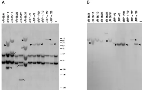 FIG. 7. Hook gene expression in site-speciﬁc integrants derived from HeLacells cotransfected with ITR/Hook-Neo and Rep1–491/P and treated with