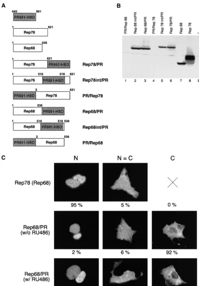 FIG. 1. Structure, expression, and intracellular distribution of fusion constructs derived from wt Rep78 and Rep68
