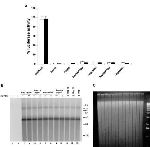 FIG. 2. Activity of chimeras derived from wt Rep78 and Rep68. (A) Rep/PR fusions constitutively inhibit p5 promoter activity