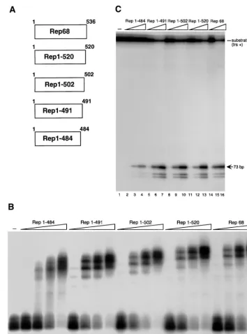 FIG. 3. Structure and in vitro activity of Rep C-terminal deletion mutants. (A) Schematic representation of the Rep deletion mutants