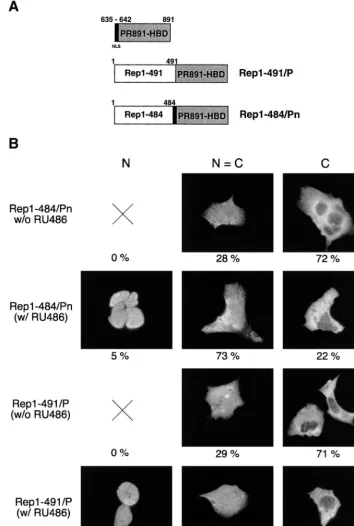 FIG. 4. Structure and intracellular distribution of chimeras made up of Rep68 C-terminal deletion mutants fused with PR891-HBD