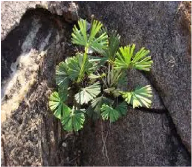 Figure 1: Structure of Actiniopteris radiata