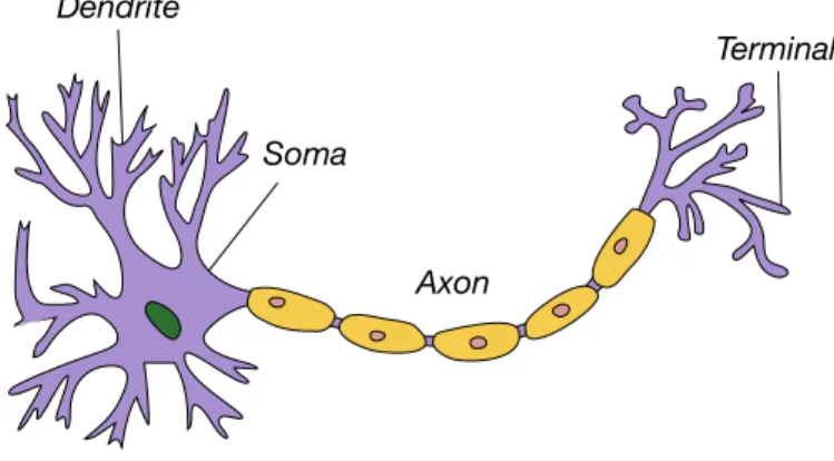 Figure 2.4: Anatomy of a biological neuron. The illustration is a subtle adaption of [25].