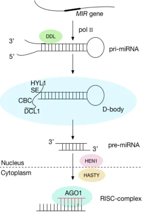Figure 1-1 Scheme of plant microRNA biogenesis. Plant microRNA are transcribed by RNA poly II from the transcripts located in intergenic regions