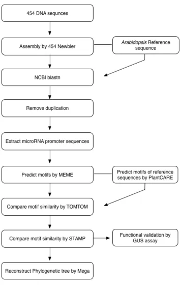 Figure 3-1 Flowchart of microRNAs cREs identification and validation 