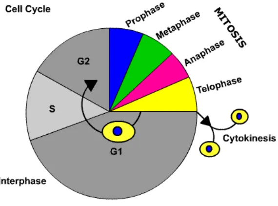 Fig 4 represents the normal cell cycle and its various phases 