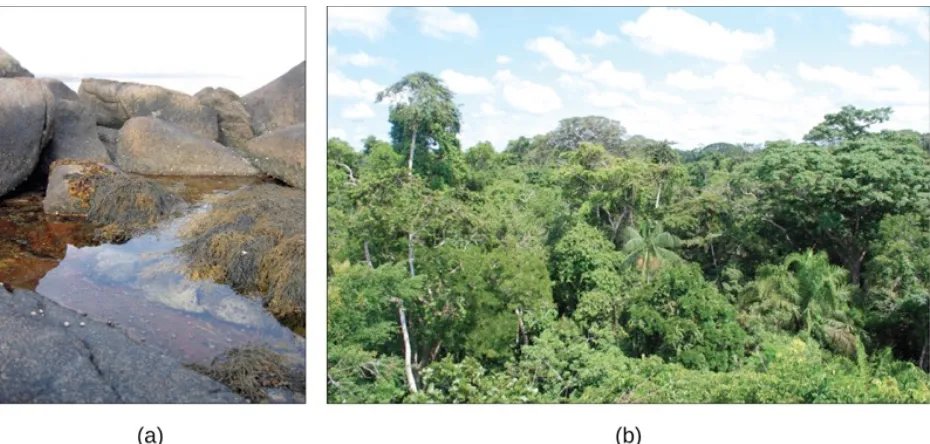 Figure 1.4.     (a) A tidal pool ecosystem in Matinicus Island, Maine, is a small ecosystem, while (b) the Amazon rainforest in Brazil is a large ecosystem