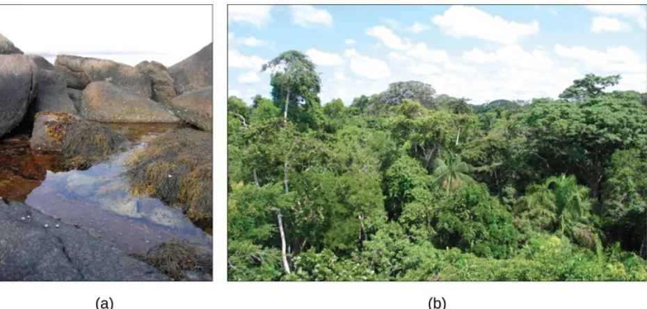 Figure 1.4.     (a) A tidal pool ecosystem in Matinicus Island, Maine, is a small ecosystem, while (b) the Amazon rainforest in Brazil is a large ecosystem