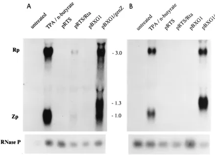 FIG. 1. Rta and ZEBRA stimulate the BRLF1 and BZLF1 genes to different extents in HH514-16 and Raji cells