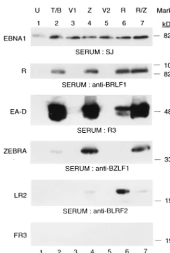 FIG. 2. Immunoblots comparing activation of lytic cycle genes following thetransfection of Rta and ZEBRA into Raji cells