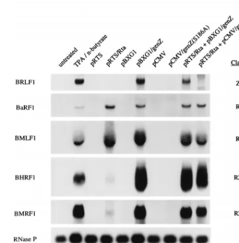 FIG. 4. EBV lytic cycle genes activated by Rta alone or together withZ(S186A). Cells were either untreated (lane 1), chemically induced with TPA