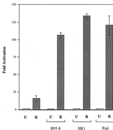 FIG. 6. Activation of RpCAT containing sequences from B95-8, HH514-16,and Raji genomes by Rta in Raji cells
