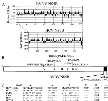 FIG. 1. (A) Hydropathy proﬁle comparison between BVDV and HCV NS5B proteins. Both NS5Bs contained a highly hydrophobic region at the C terminus