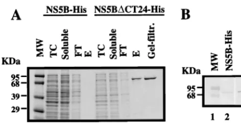 FIG. 2. (A) Expression and puriﬁcation of the full-length and C-terminallytruncated BVDV NS5Bs