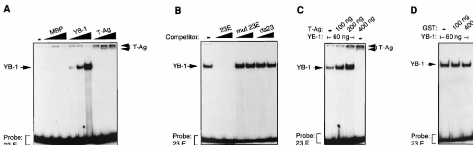 FIG. 1. T-antigen induces binding of YB-1 to the 23-bp early strand (23E) in electrophoretic mobility shift assays