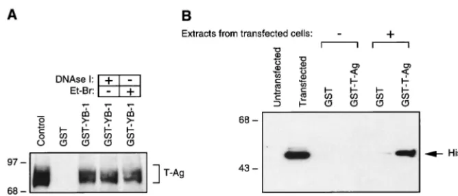 FIG. 2. In vitro interaction between YB-1 and T-antigen. (A) Bacterially expressed GST (lane 2) or GST–YB-1 (lane 3) was immobilized on GST-Sepharose beadsand incubated with whole-cell extract prepared from hamster glial cells constitutively expressing T-a