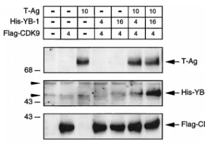 FIG. 5. Stability of YB-1 protein is increased in the presence of T-antigen.U-87MG cells were either transfected with CMV–T-antigen alone (lane 3) or