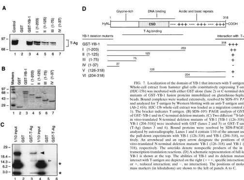 FIG. 7. Localization of the domain of YB-1 that interacts with T-antigen. (A)Whole-cell extract from hamster glial cells constitutively expressing T-antigen