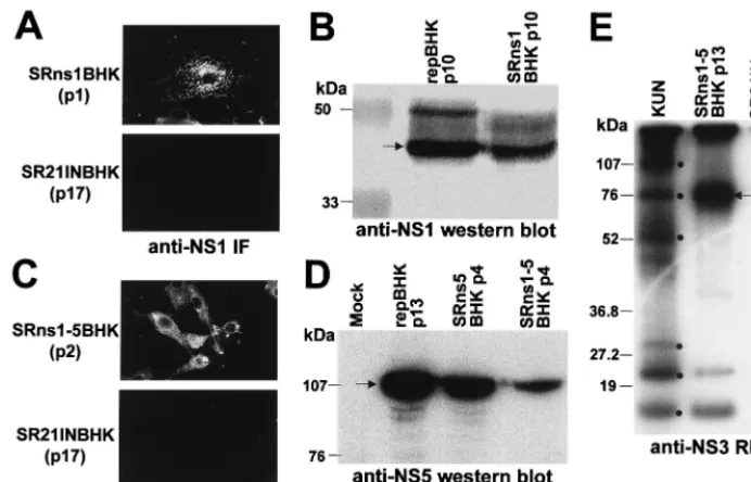 FIG. 2. Characterization of BHK cell lines stably expressing KUN NS genes from a Sindbis virus replicon vector