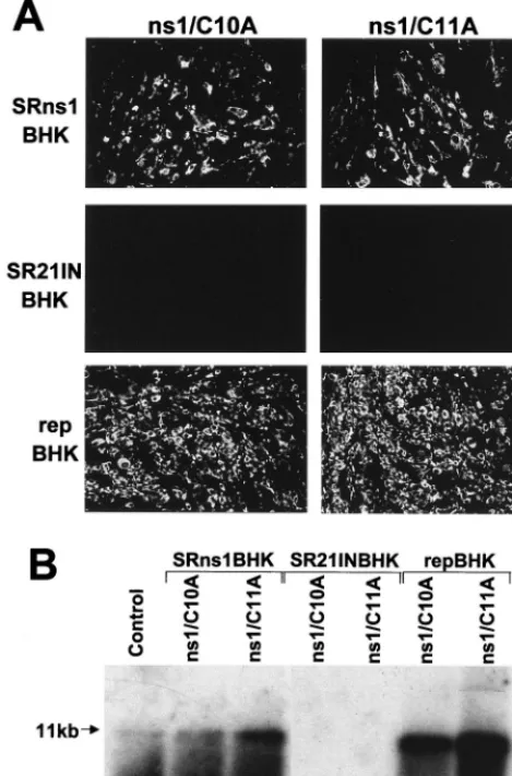 FIG. 5. Complementation of KUN NS1 mutant RNAs ns1/C10A and ns1/C11A in SRns1BHK and repBHK cells