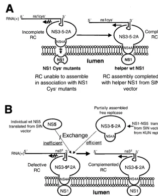 FIG. 7. Model showing how defective NS1 (NS1 Cys�the wild-type (wt) NS1 and individual NS5 or NS1 to NS5, respectively, expressed from the Sindbis virus (SIN) replicon vector