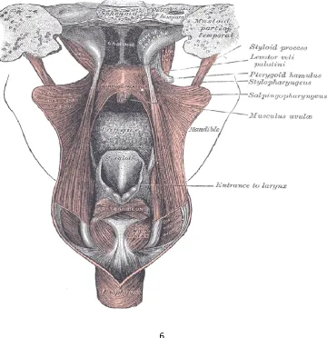 Figure-2: Muscles attached to Eustachian tube. 