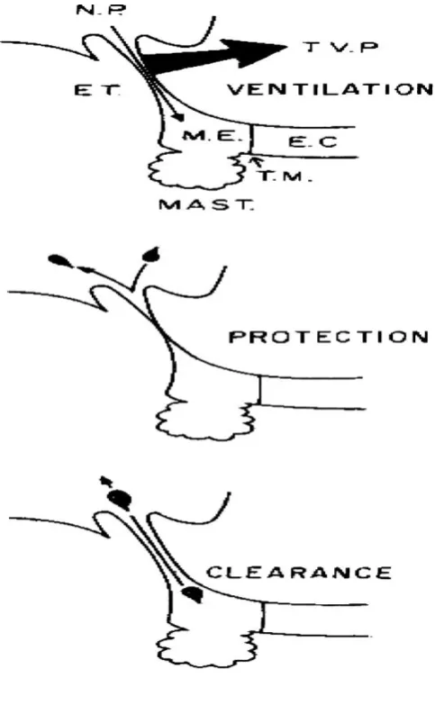 Figure.3 Functions of ET (ventilation, protection and clearance) 