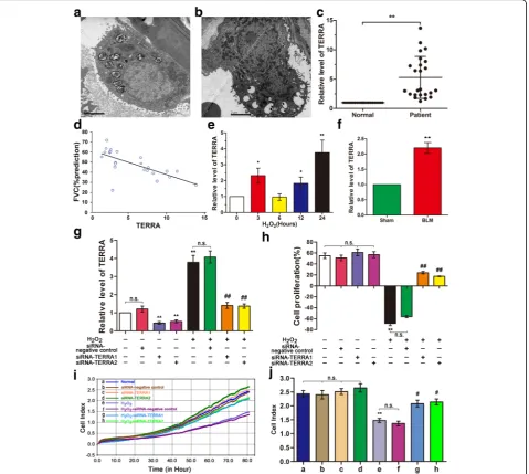 Fig. 1 TERRA expression increased in patients with IPF and cell model. a AEC-II and mitochondria were observed in normal cells under TEM
