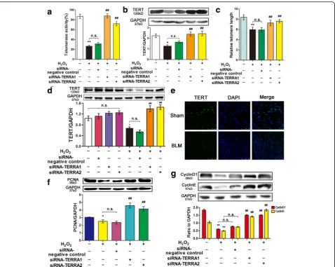 Fig. 2 siRNA-TERRA enhanced telomere dysfunction.TERRA can also promote TERT in MLE-12 cell line