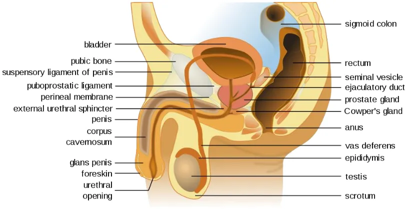 Figure 2. Male Reproductive and Sexual Anatomy, Cross-sectional View 