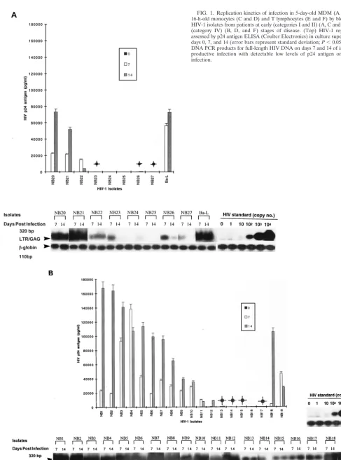FIG. 1. Replication kinetics of infection in 5-day-old MDM (A and B) and16-h-old monocytes (C and D) and T lymphocytes (E and F) by blood-derived
