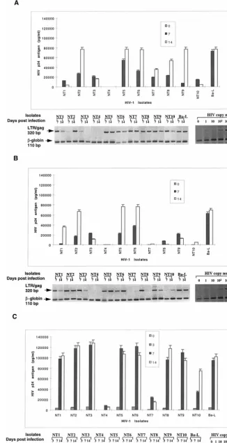 FIG. 2. Replication kinetics of tissue-derived HIV-1 isolates obtained at autopsy from different tissue compartments of patients with AIDS, after infection of5-day-old MDM (A), monocytes (B), and T lymphocytes (C)