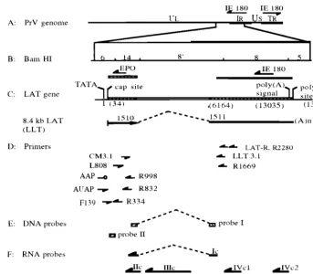 FIG. 1. Schematic of the PrV genome with locations of primers used in RT-PCR and 5�spliced transcript (LLT, 8.4-kb LAT)
