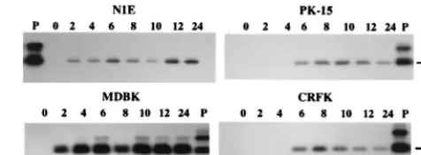 FIG. 2. Autoradiogram of RT-PCR amplicons generated by using total RNAfrom PrV-Be-infected cells
