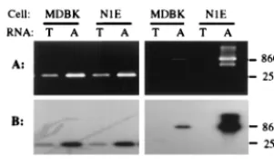 FIG. 3. Electrophoregram and autoradiogram of RT-PCR products derivedfrom total (lanes T) and poly(A) (lanes A) RNAs isolated from PrV-infected