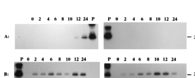 FIG. 7. Autoradiogram and sequence analysis of 5� RACE product gener-ated by using RNAs from PrV-infected N1E and MDBK cells