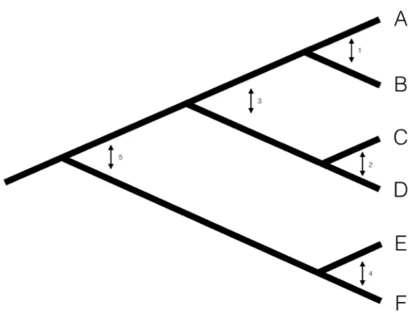 Figure 4.1. Pruning algorithm that can be used to identify five independentcontrasts for a tree with six species (following Felsenstein 1985)